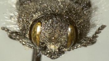 Media type: image;   Entomology 24430 Aspect: head frontal view